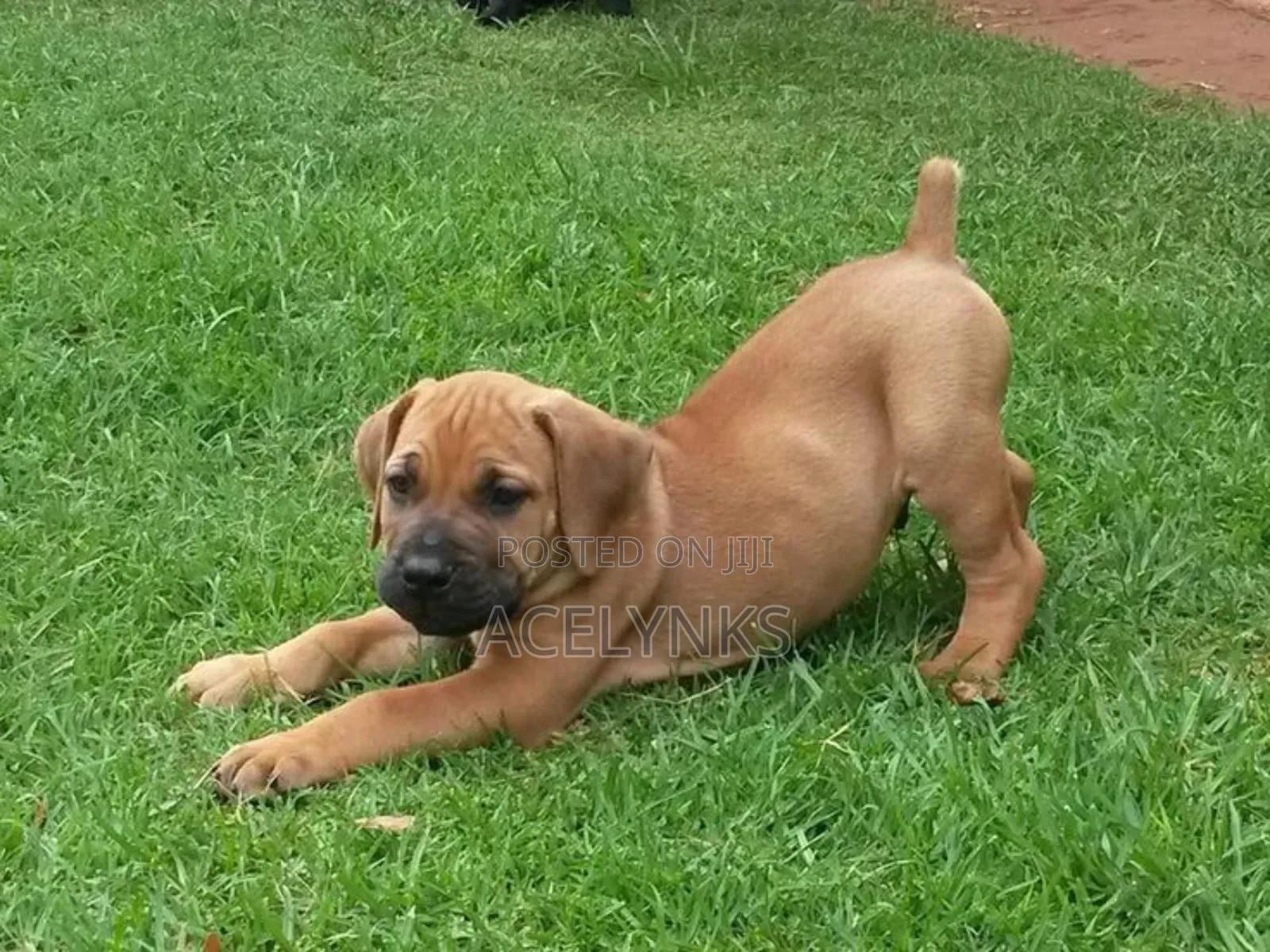 3-6 months Female Purebred Boerboel