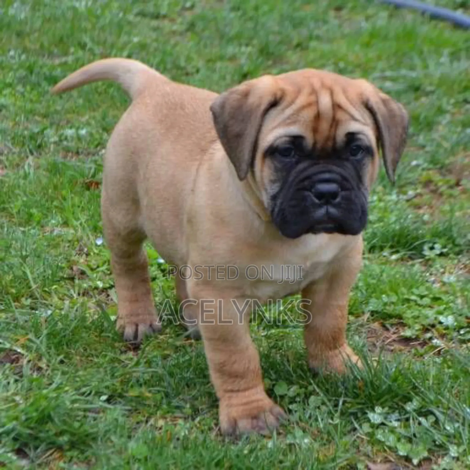 3-6 months Female Purebred Boerboel