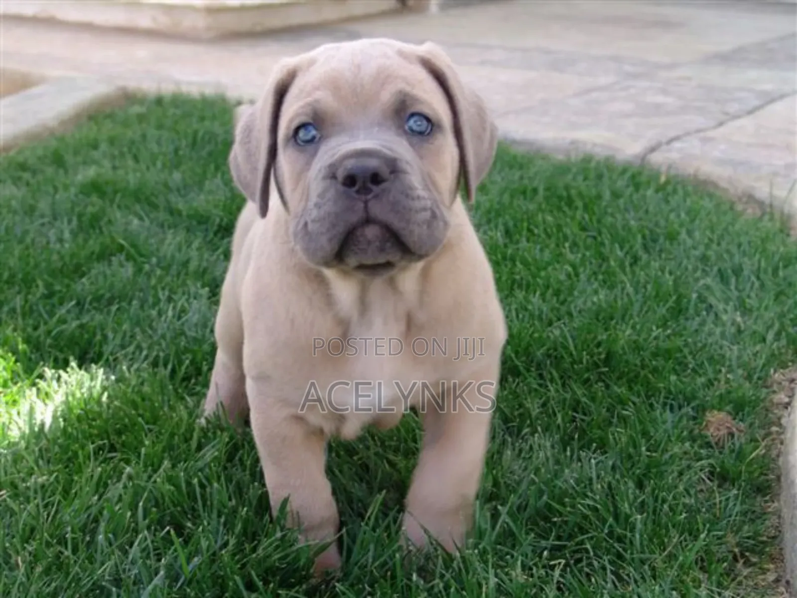 3-6 months Female Purebred Boerboel