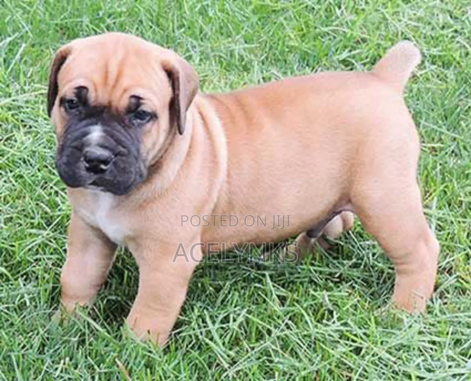 3-6 months Female Purebred Boerboel