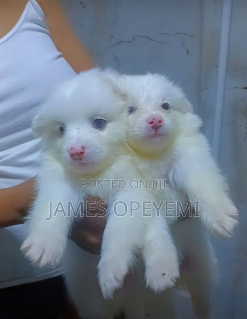 1-3 months Female Purebred American Eskimo