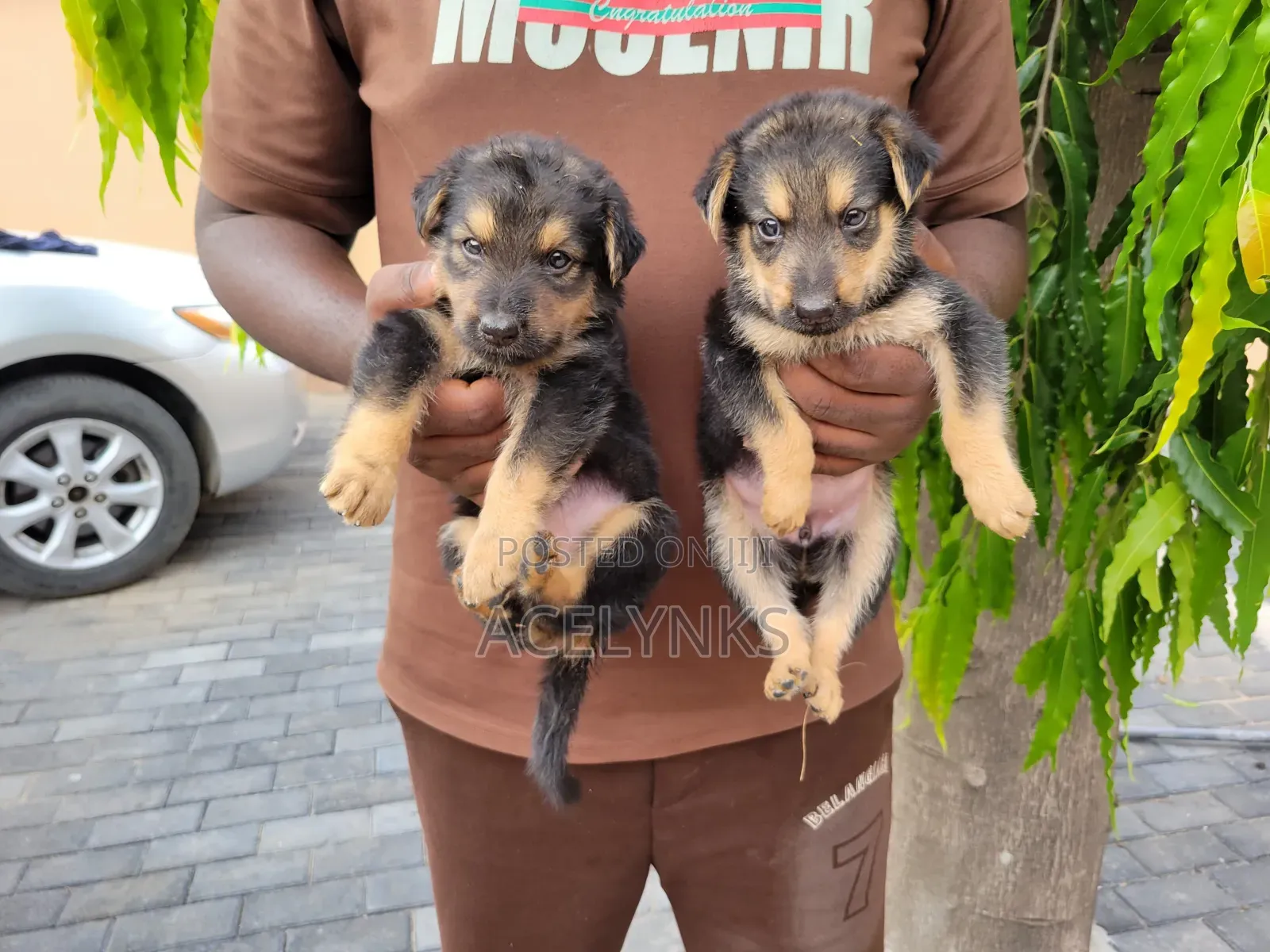 1-3 months Female Purebred German Shepherd