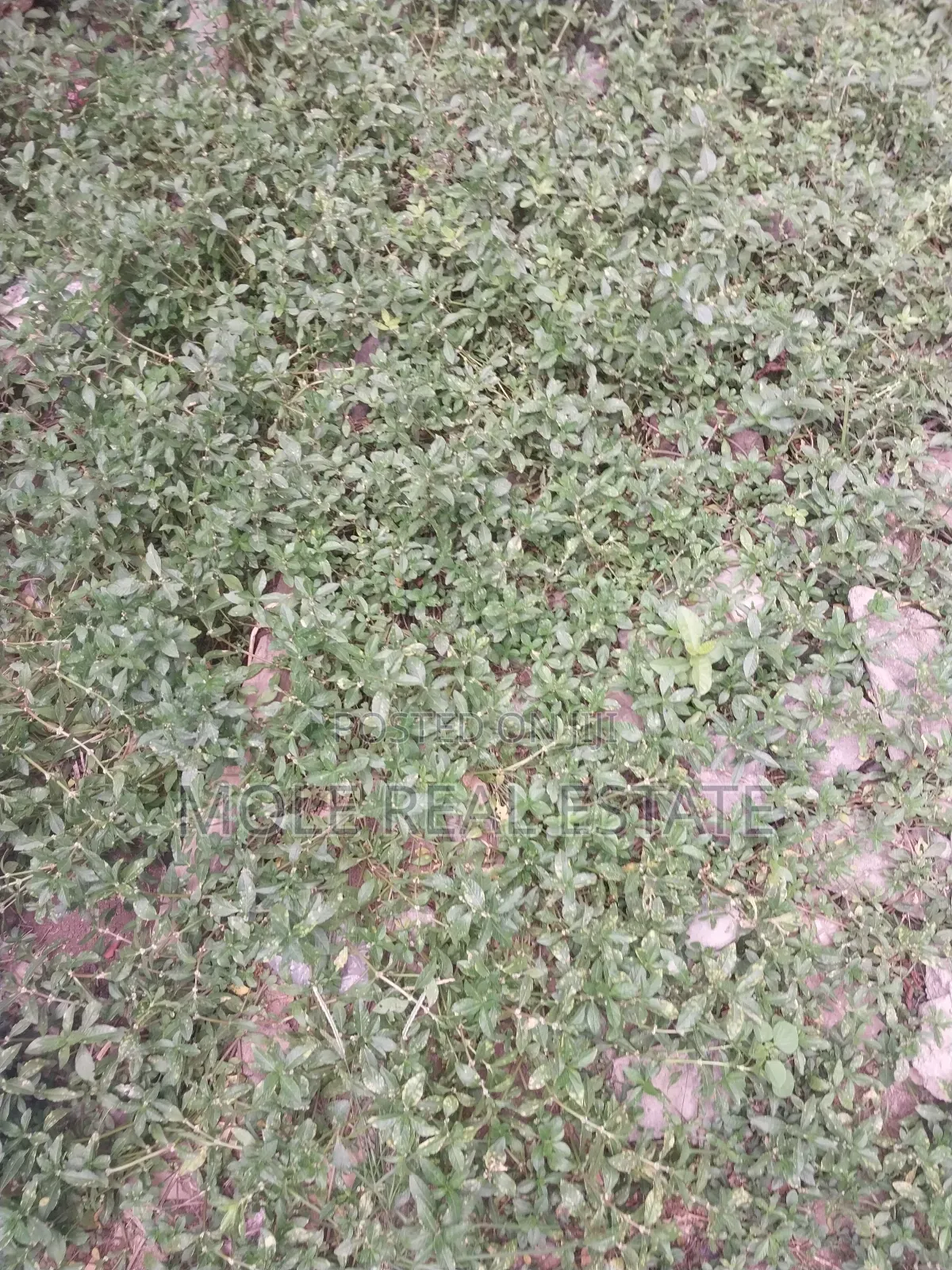 50ft/100ft Ijegun-ijegemo New Rd 10% Deposit Instalmental