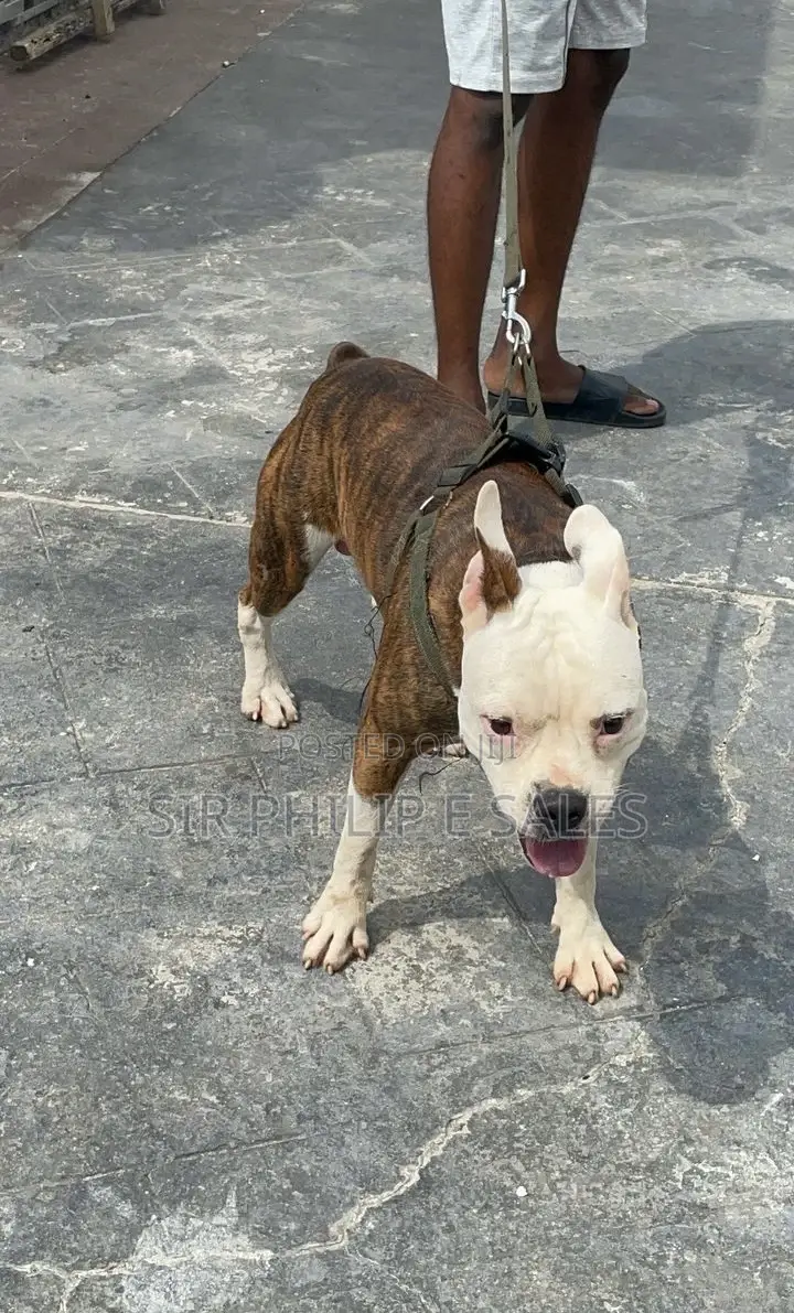 6-12 months Male Purebred American Pit Bull Terrier