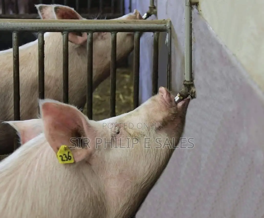 Pig Nipple Automatic Drinker