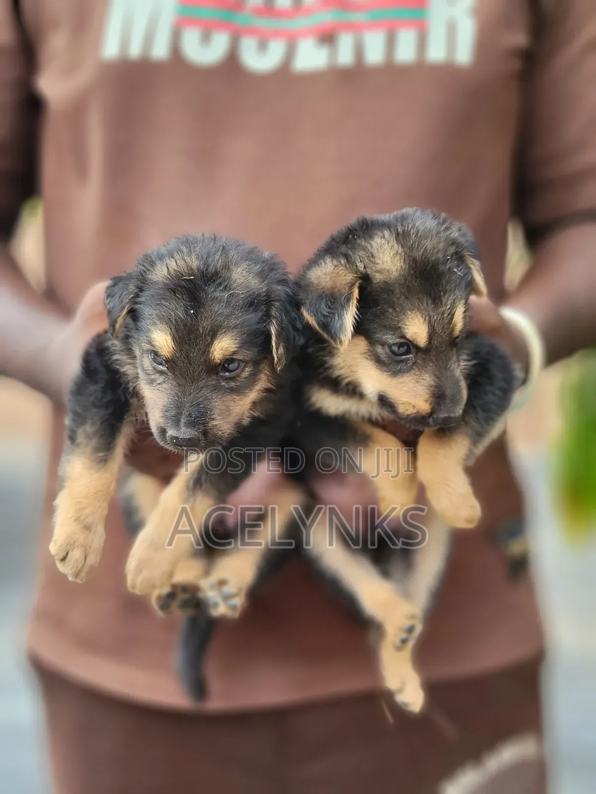0-1 month Female Purebred German Shepherd