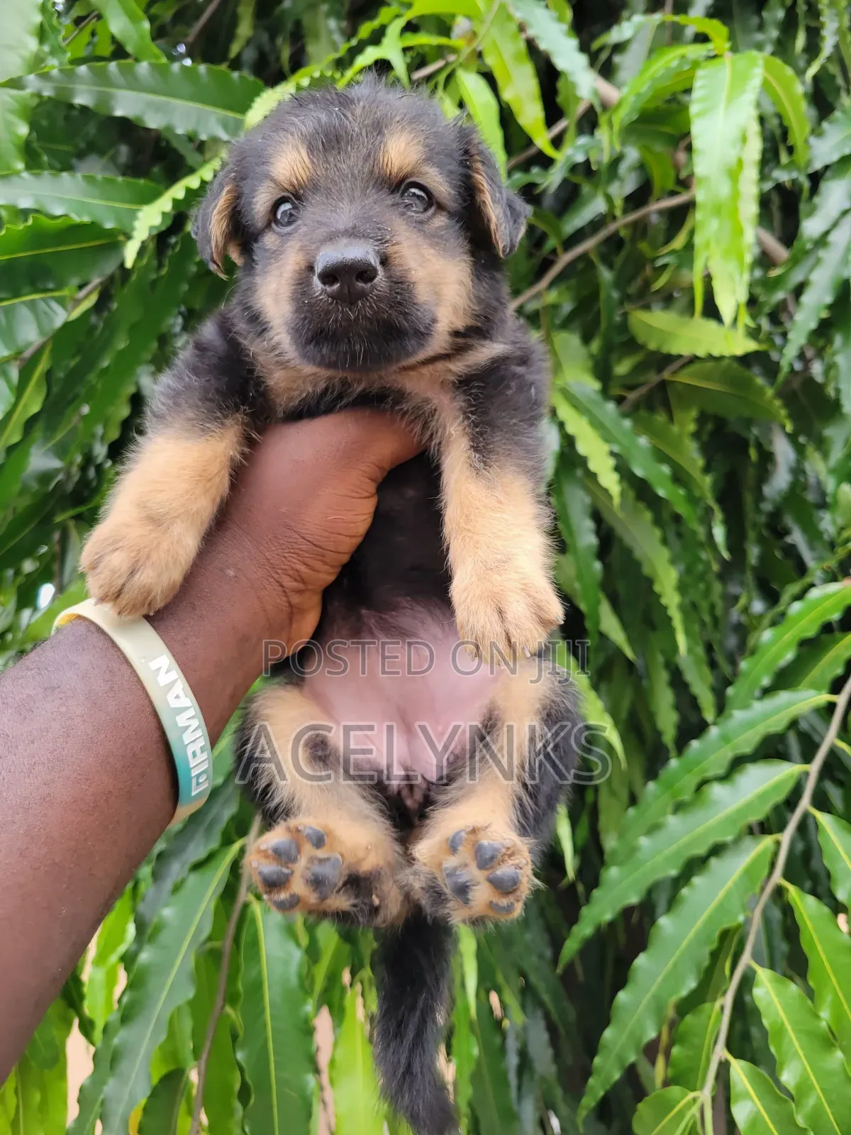 0-1 month Female Purebred German Shepherd