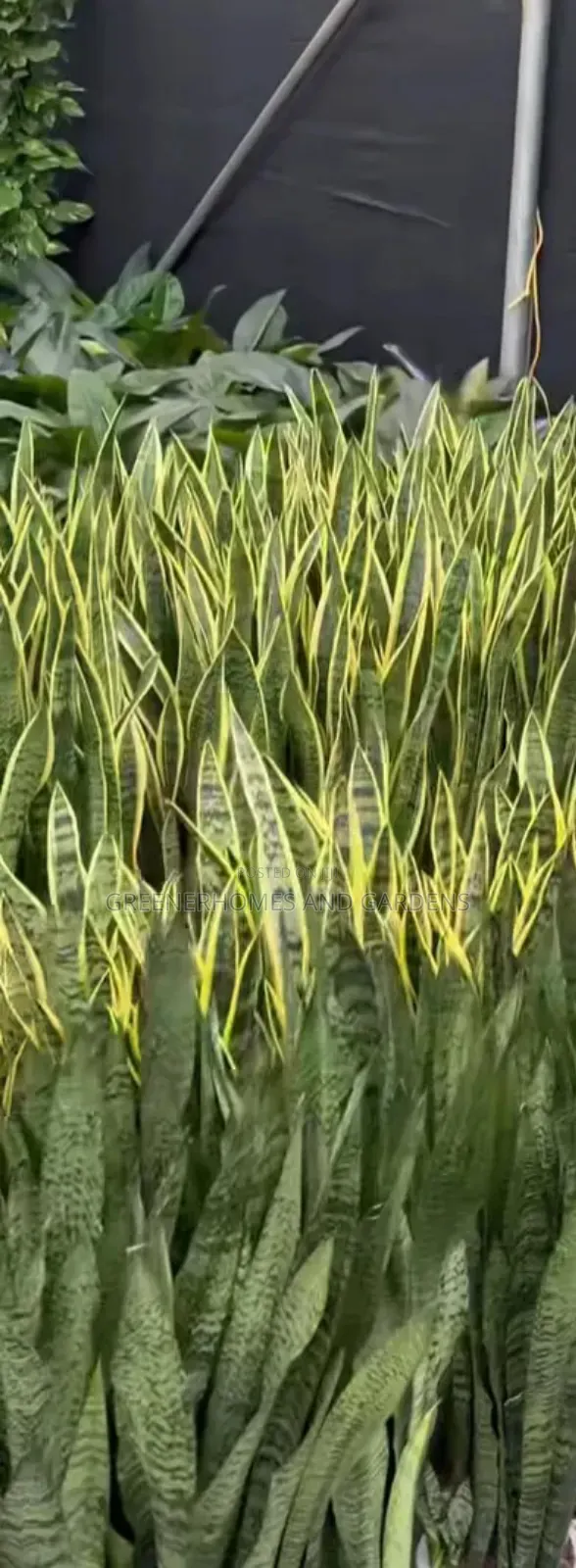 Sansevieria Plant A.K.A Snakeplant
