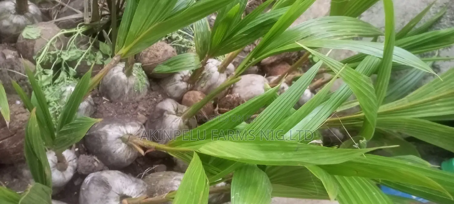 Dwarf Malaysian Coconut,-Well Nurture With High Productivity