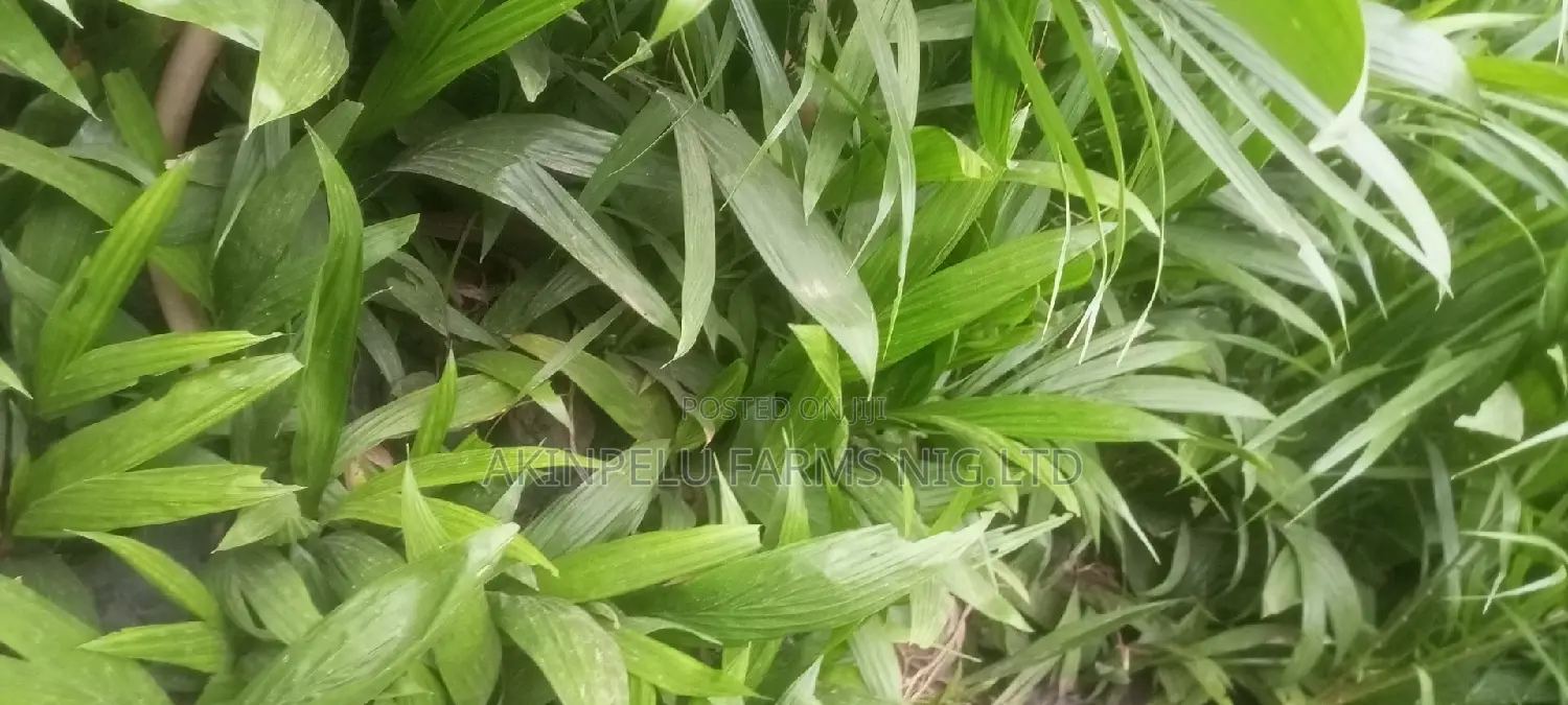 Hybrid Tenera Palm Seedlings