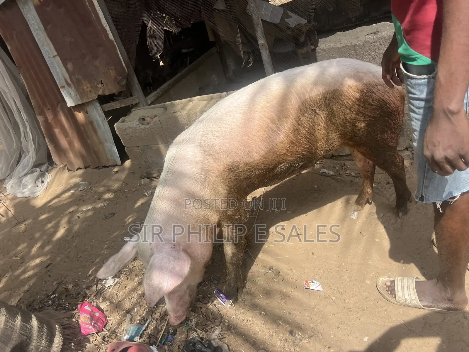 Exotic Landrace Pigs