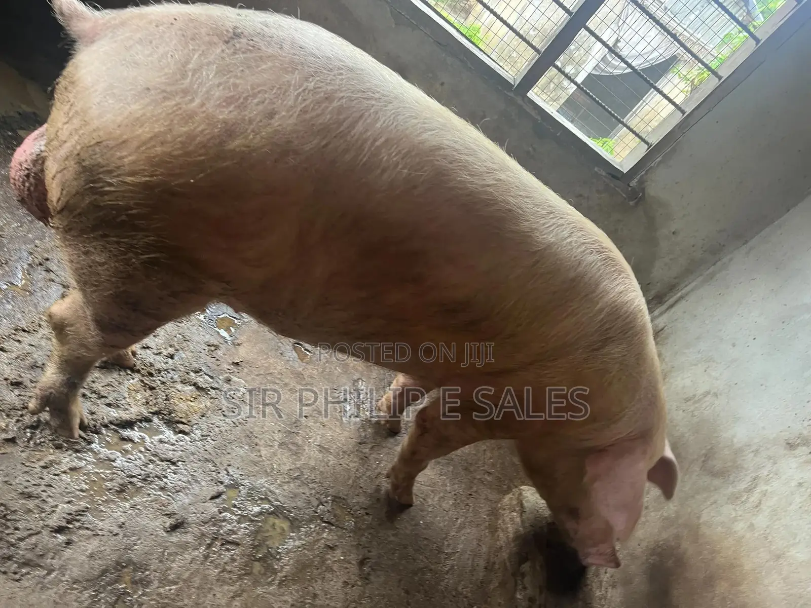 Exotic Landrace Pigs