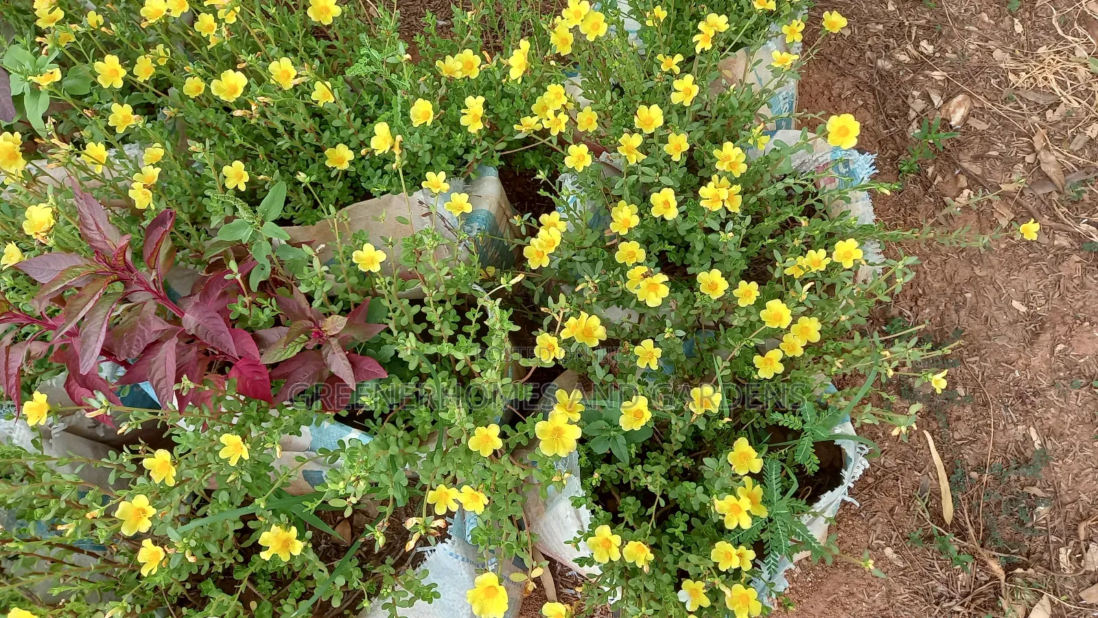 Portulaca Plant