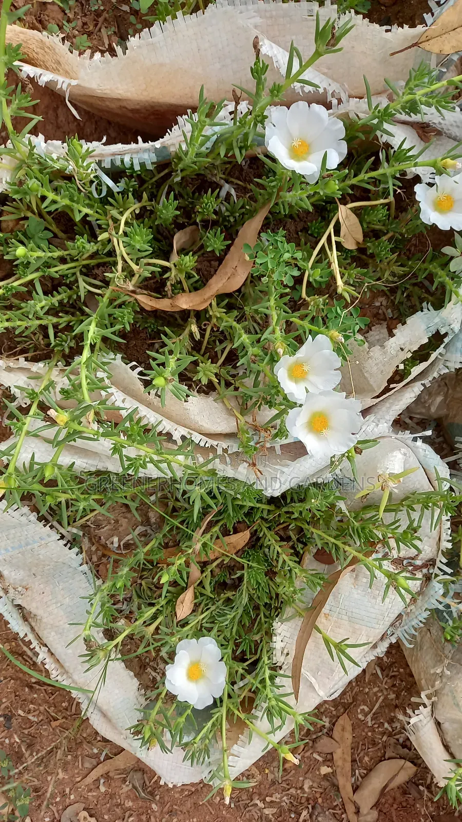 Portulaca Plant