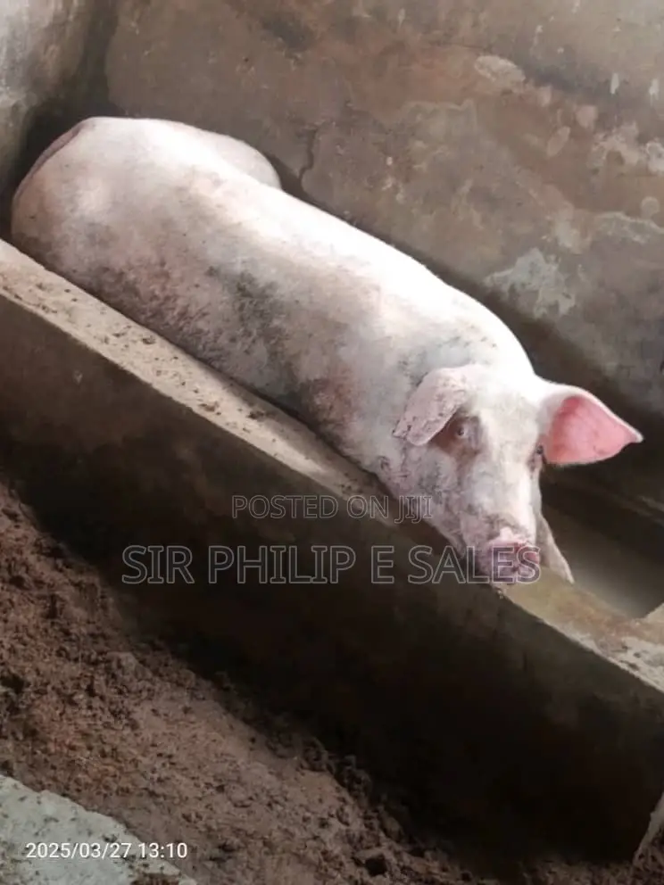 Pigs Are Available (Duroc Landrace And Large White )