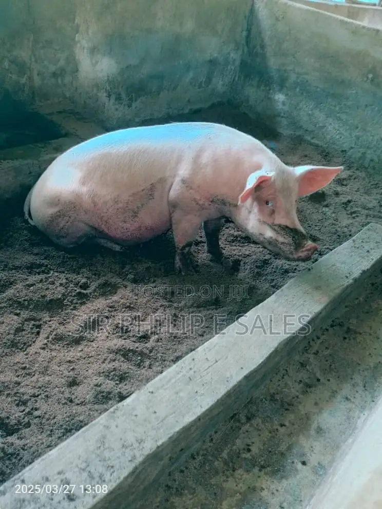 Pigs Are Available (Duroc Landrace And Large White )
