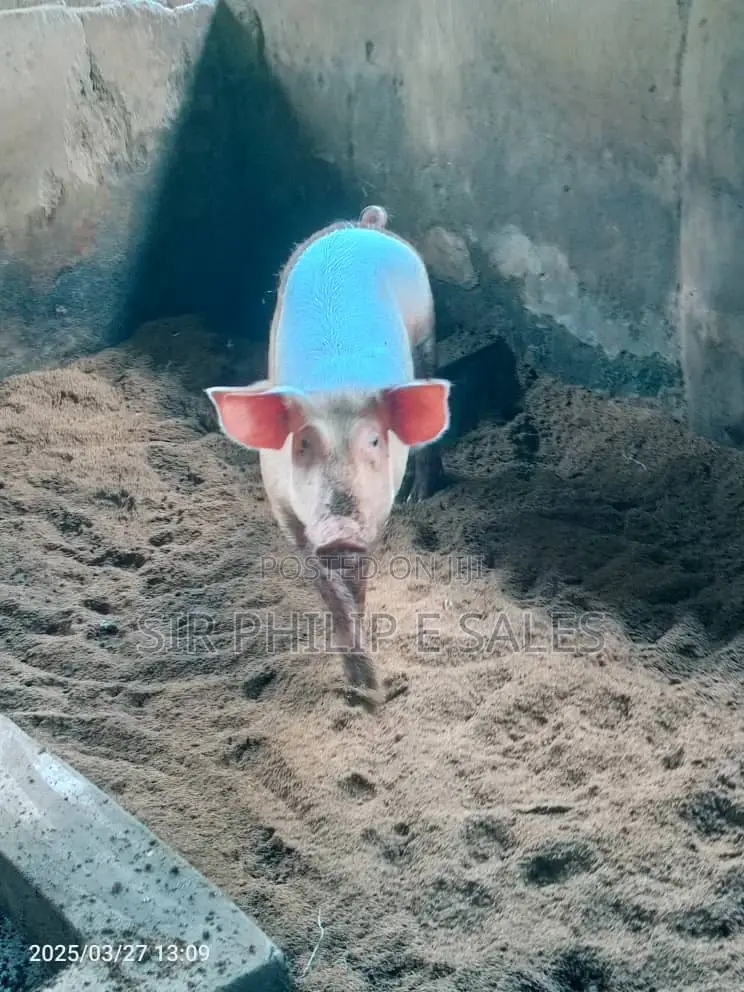 Pigs Are Available (Duroc Landrace And Large White )