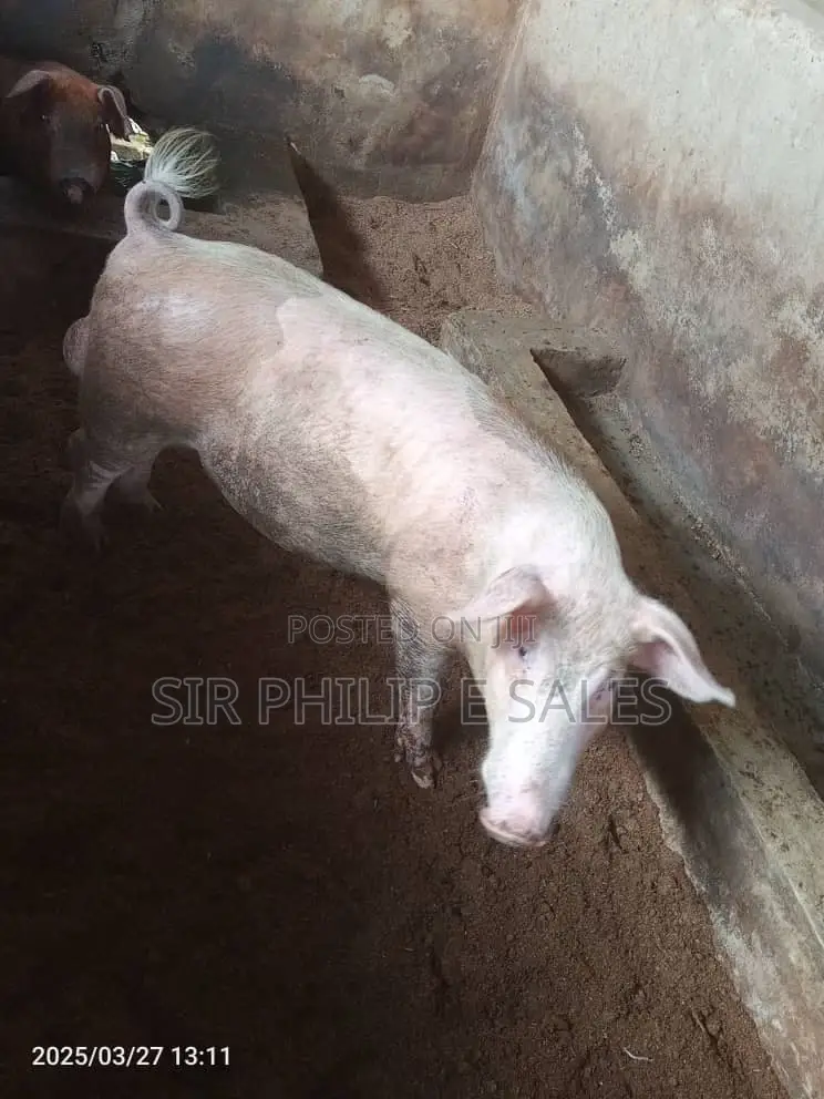 Pigs Are Available (Duroc Landrace And Large White )