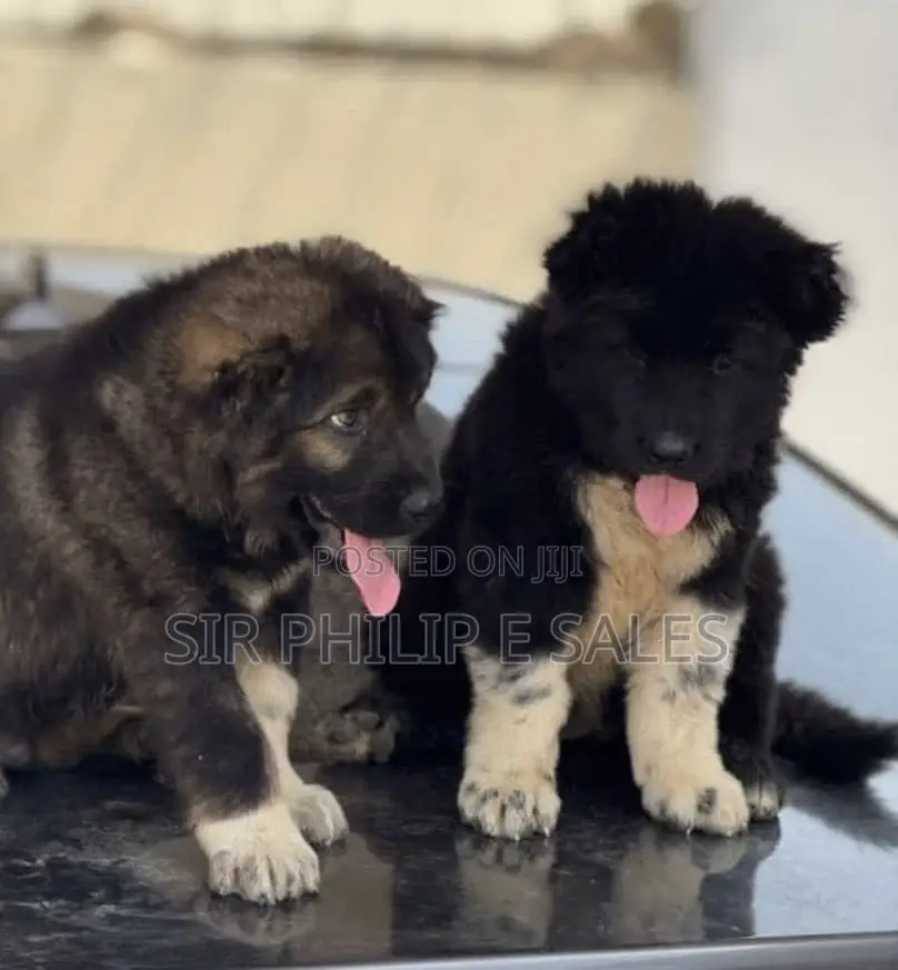 1-3 months Female Purebred Caucasian Shepherd