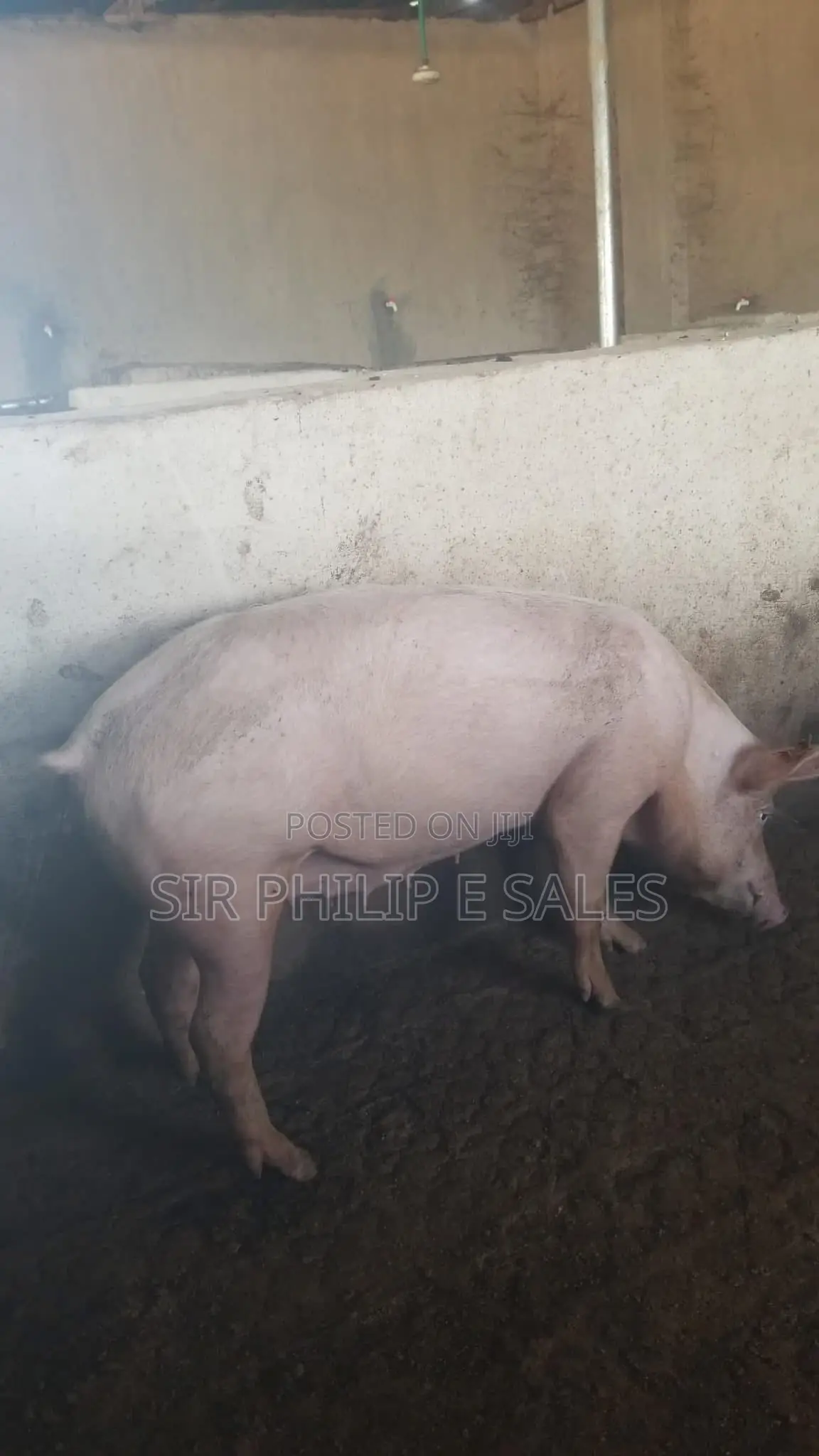 Pigs Are Available ( Large White, Landrace and Duroc