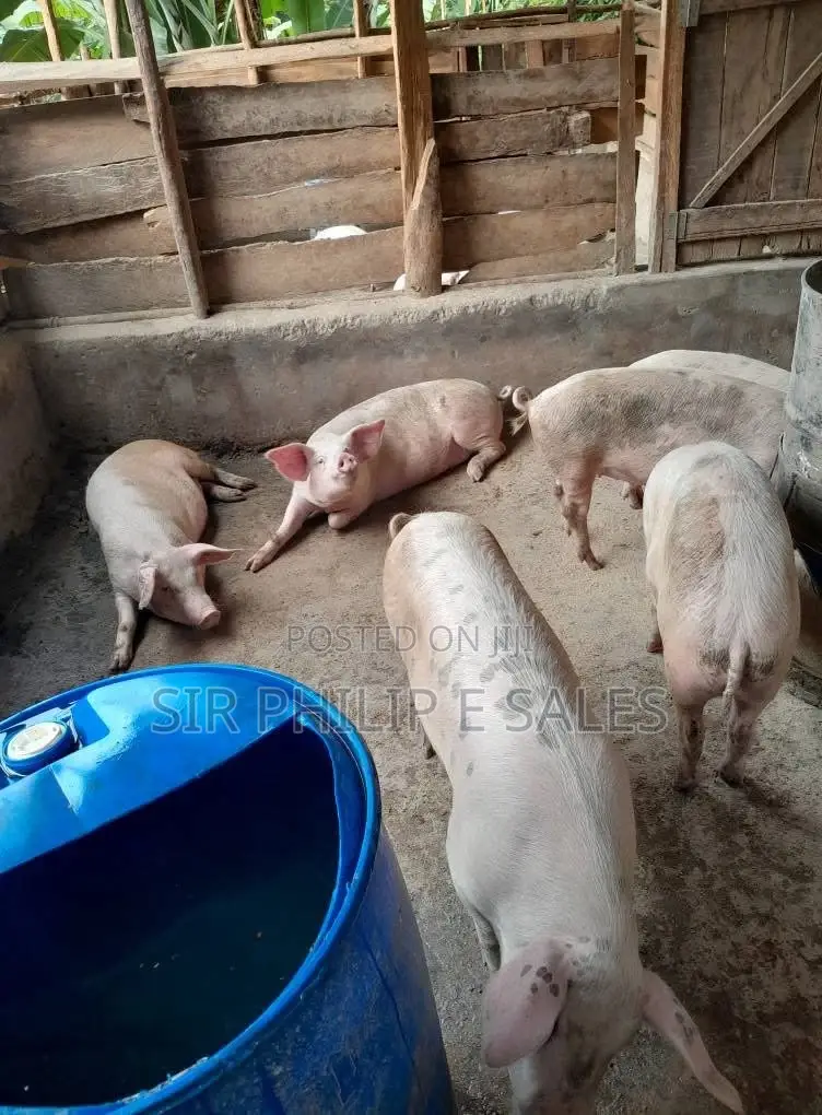 Pigs Are Available ( Large White, Landrace and Duroc