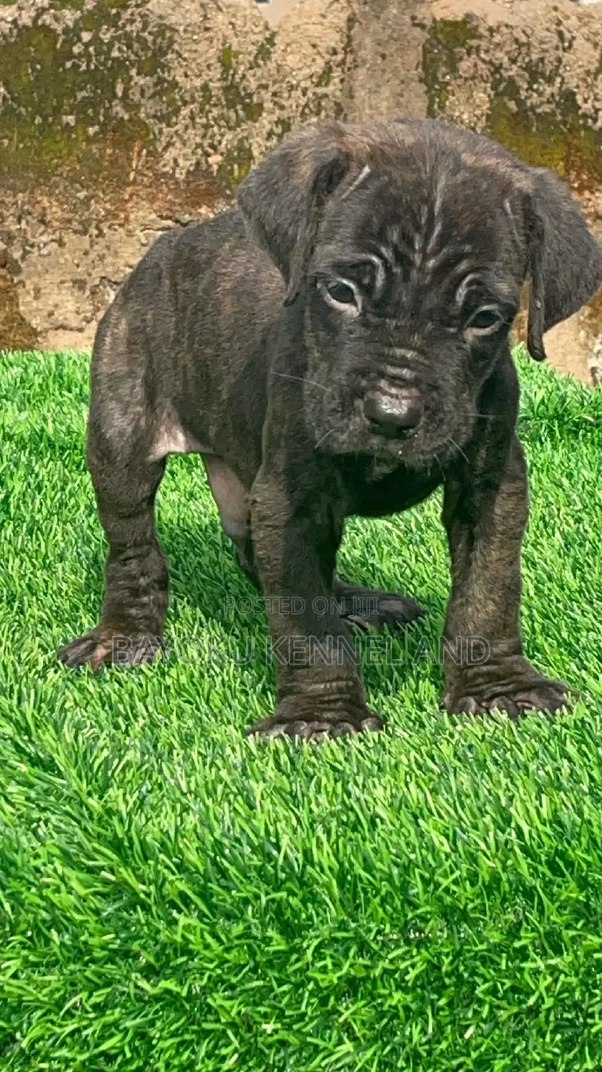 1-3 months Male Purebred Cane Corso
