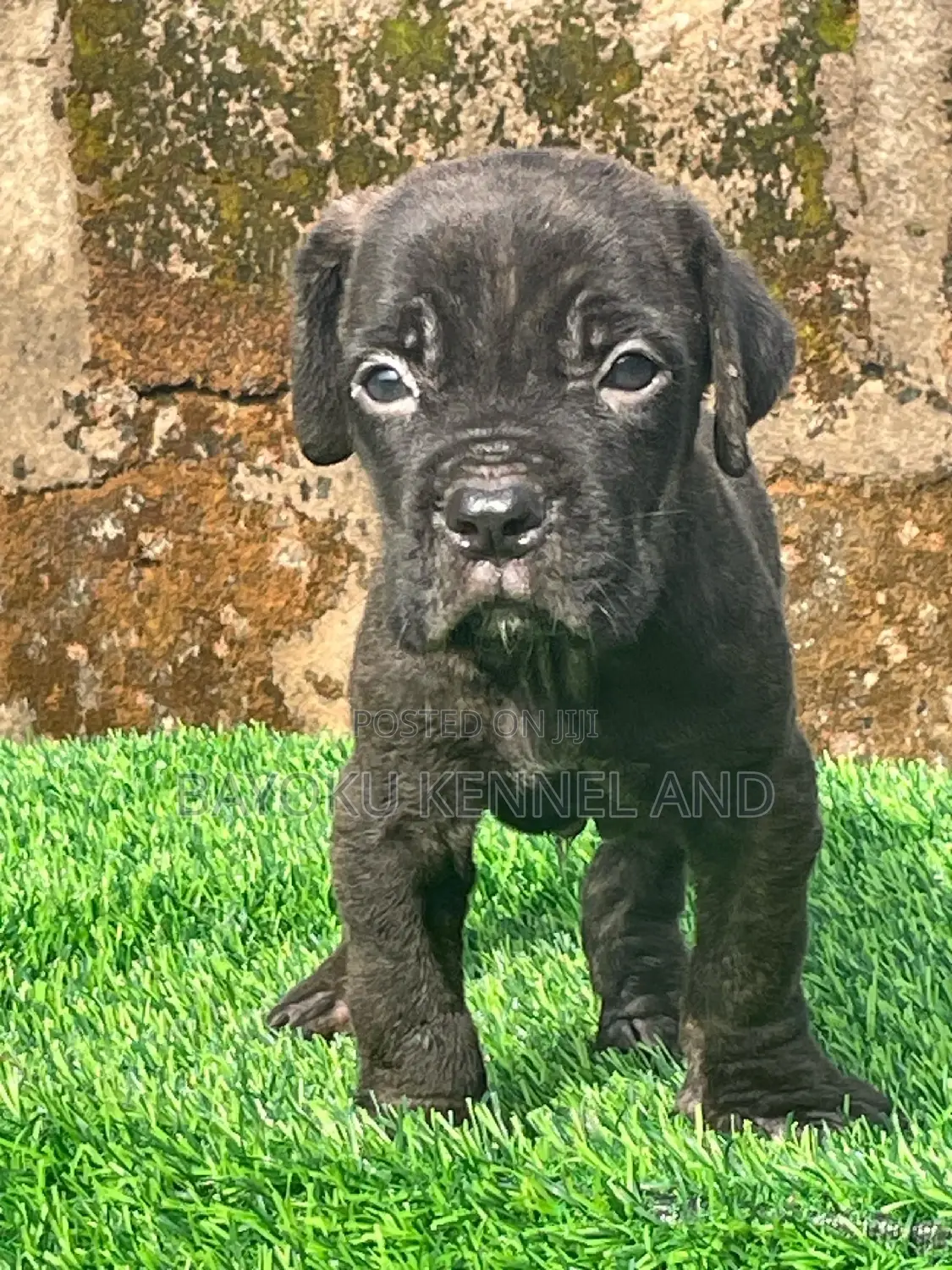 1-3 months Male Purebred Cane Corso