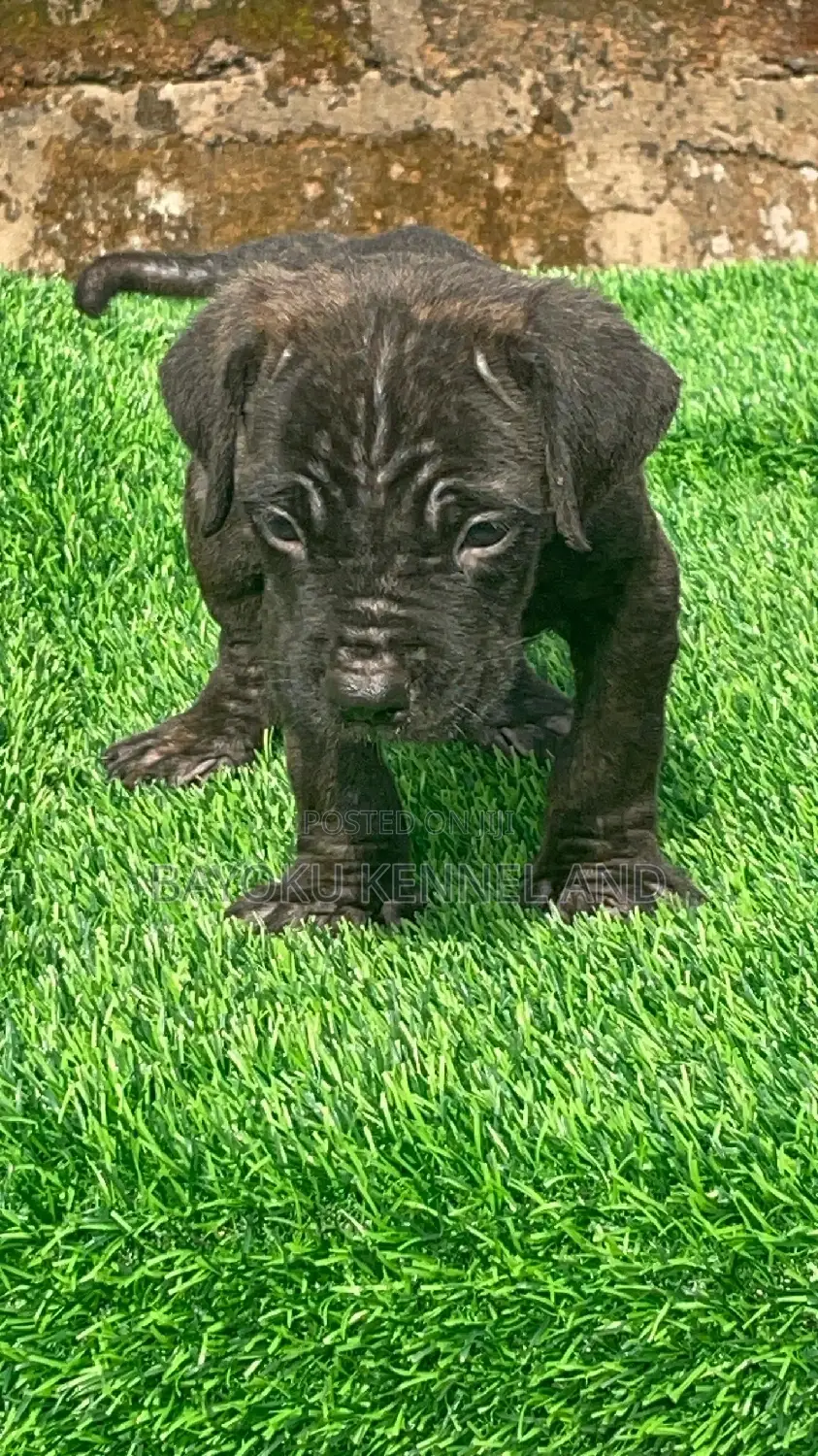 1-3 months Male Purebred Cane Corso