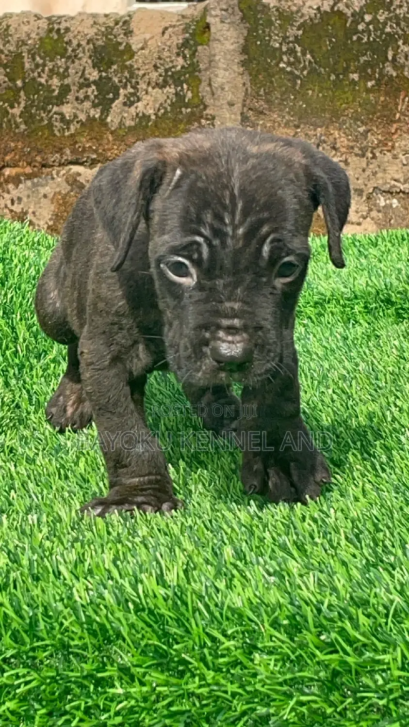 1-3 months Male Purebred Cane Corso
