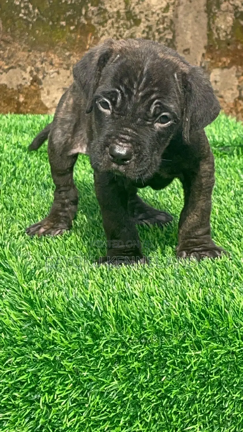 1-3 months Male Purebred Cane Corso
