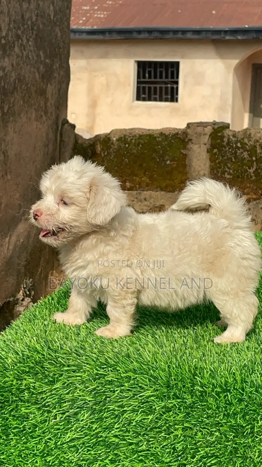 1-3 months Female Purebred Lhasa Apso