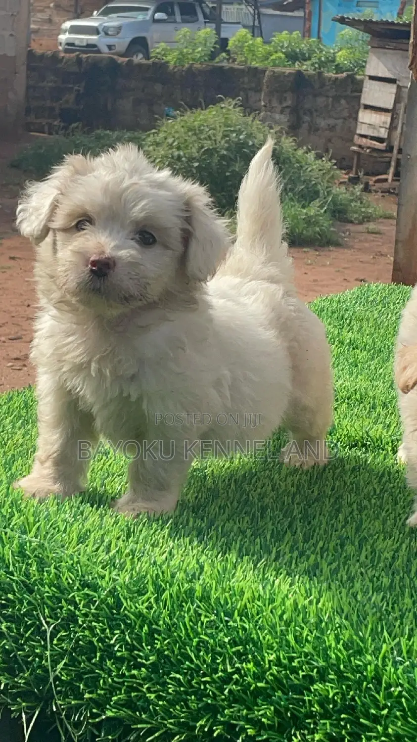 1-3 months Female Purebred Lhasa Apso