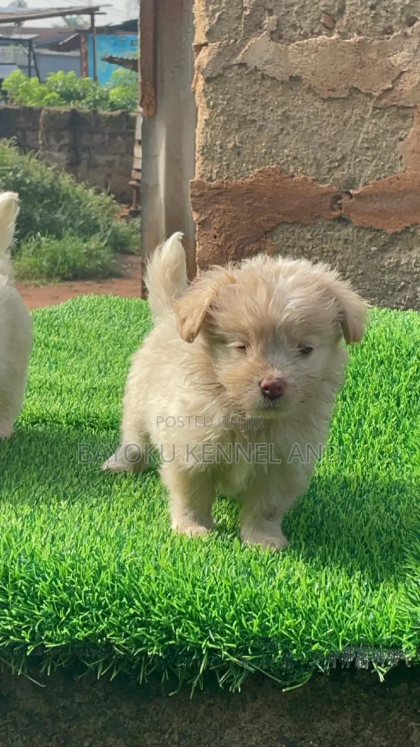 1-3 months Female Purebred Lhasa Apso