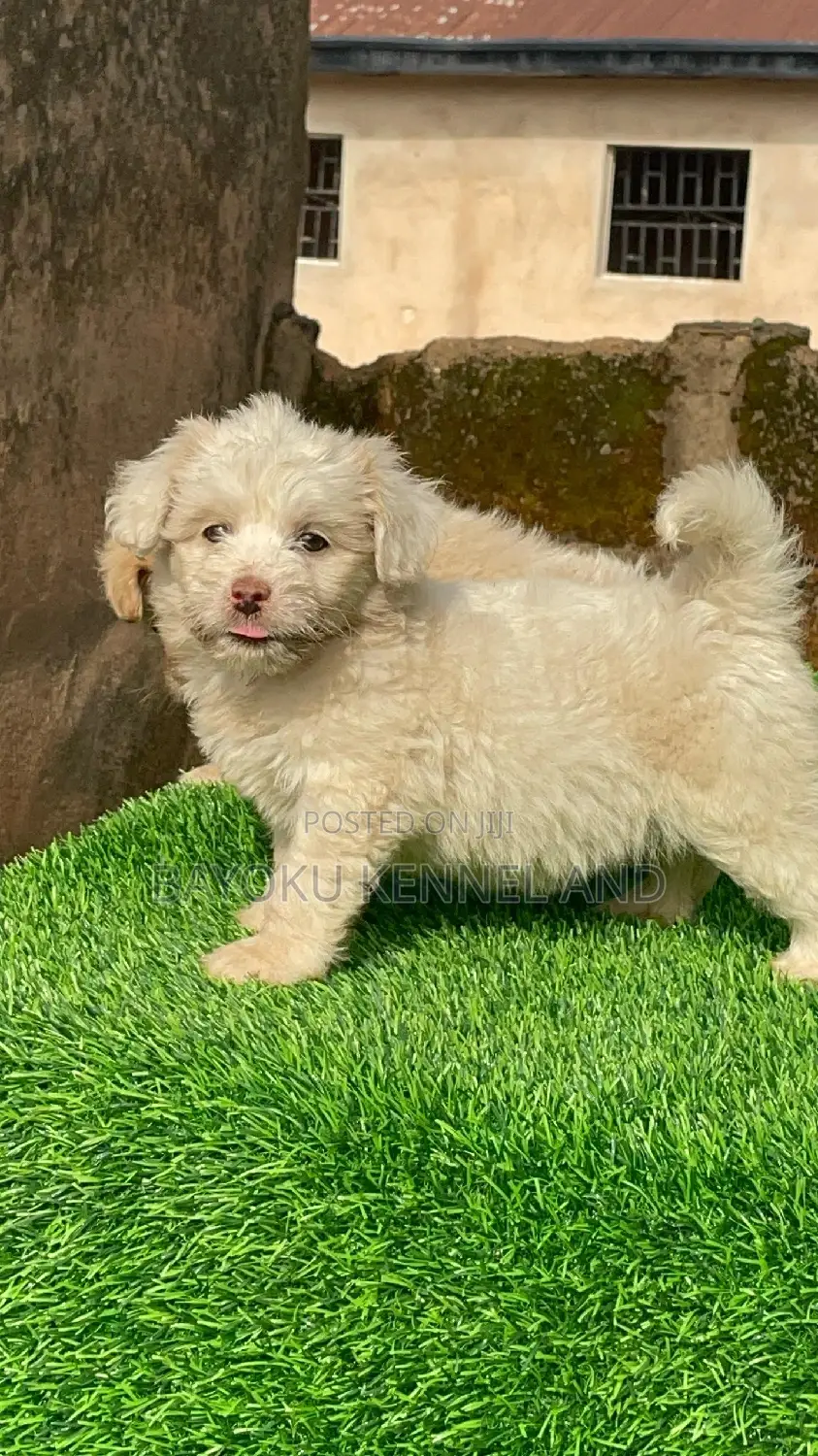 1-3 months Female Purebred Lhasa Apso