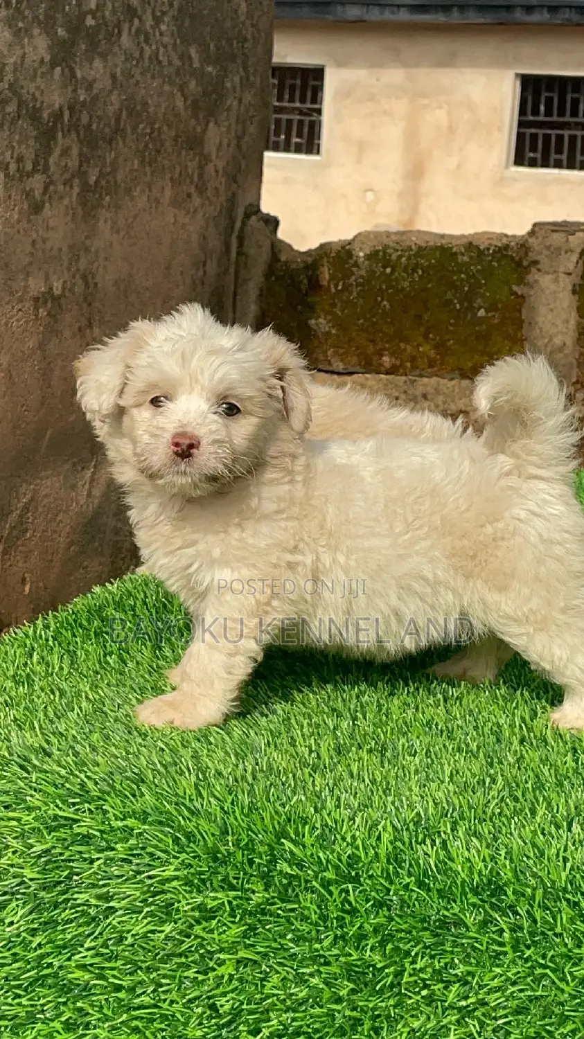 1-3 months Female Purebred Lhasa Apso