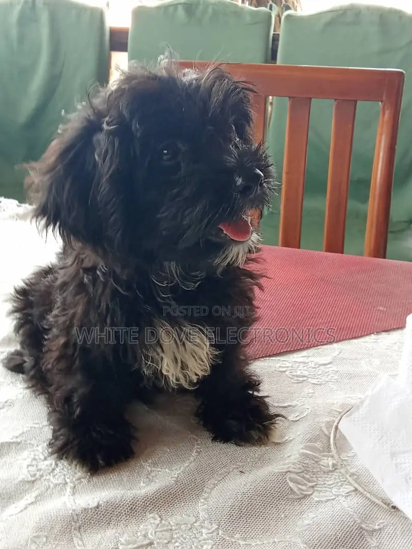 1-3 months Male Purebred Lhasa Apso
