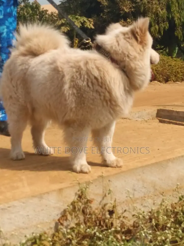 1+ year Male Purebred Chow Chow