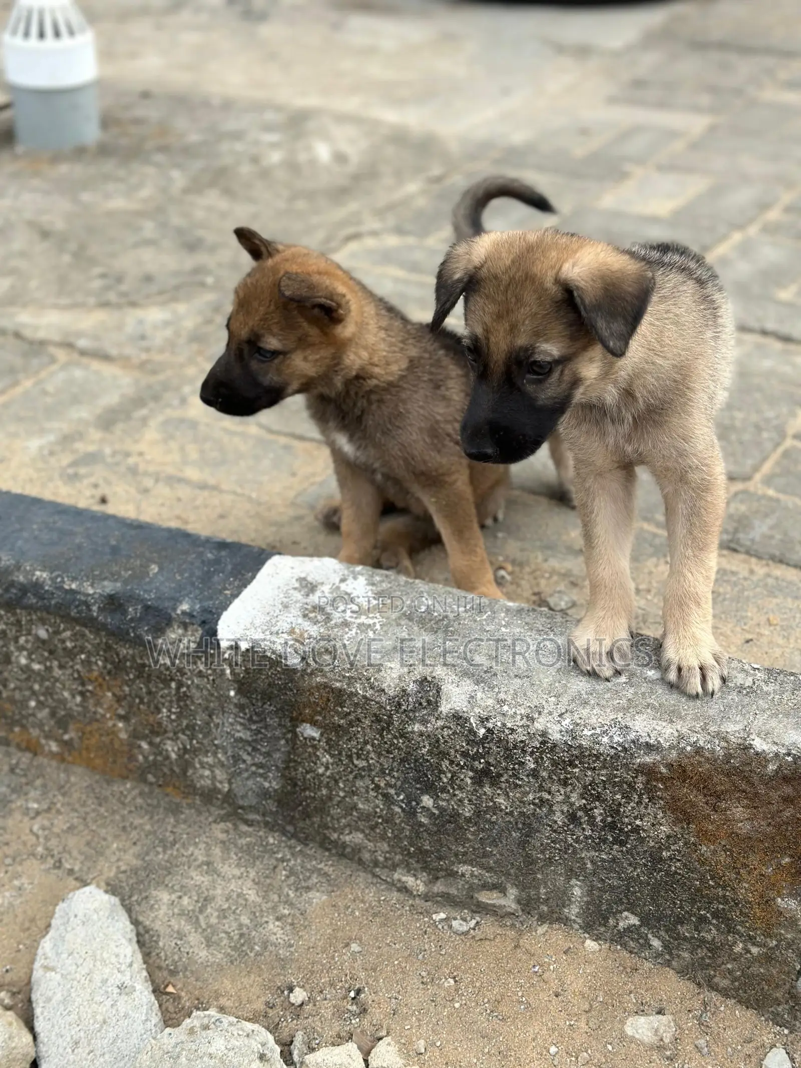 1-3 months Female Purebred German Shepherd