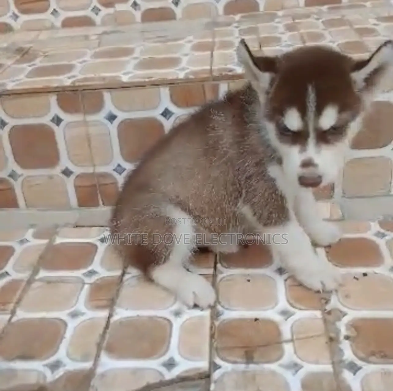 1-3 months Female Purebred Siberian Husky
