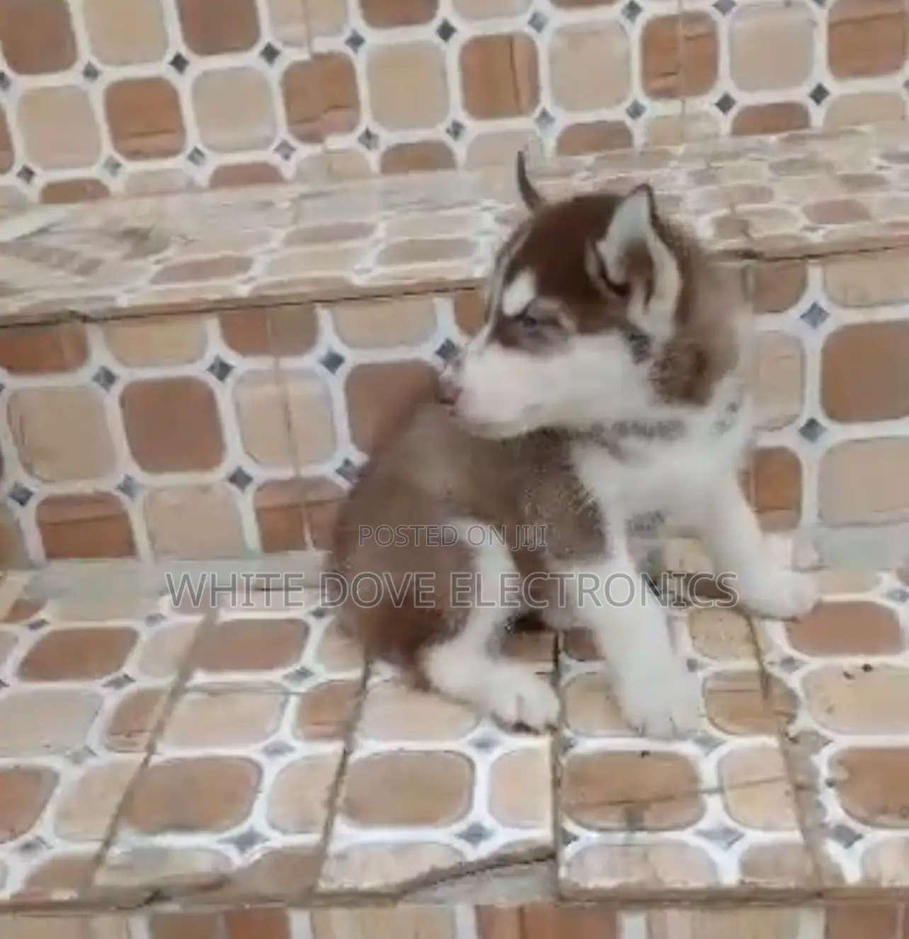 1-3 months Female Purebred Siberian Husky