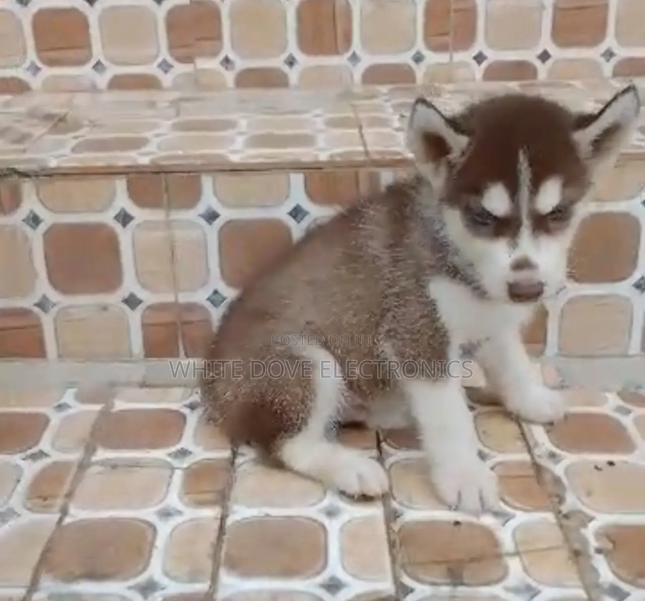 1-3 months Female Purebred Siberian Husky