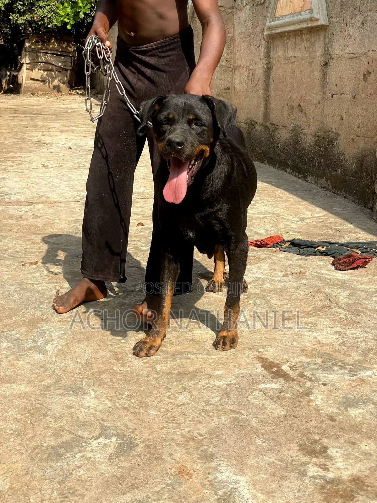 1+ year Female Purebred Rottweiler
