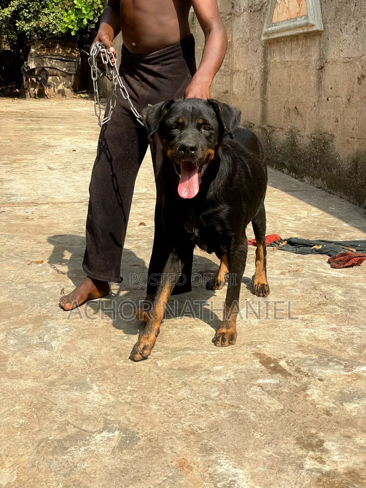 1+ year Female Purebred Rottweiler