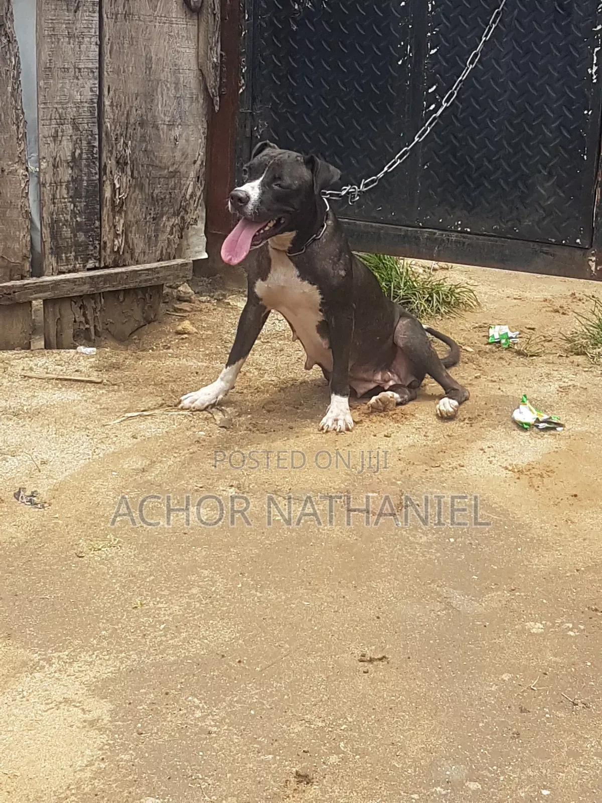 1+ year Female Purebred American Pit Bull Terrier