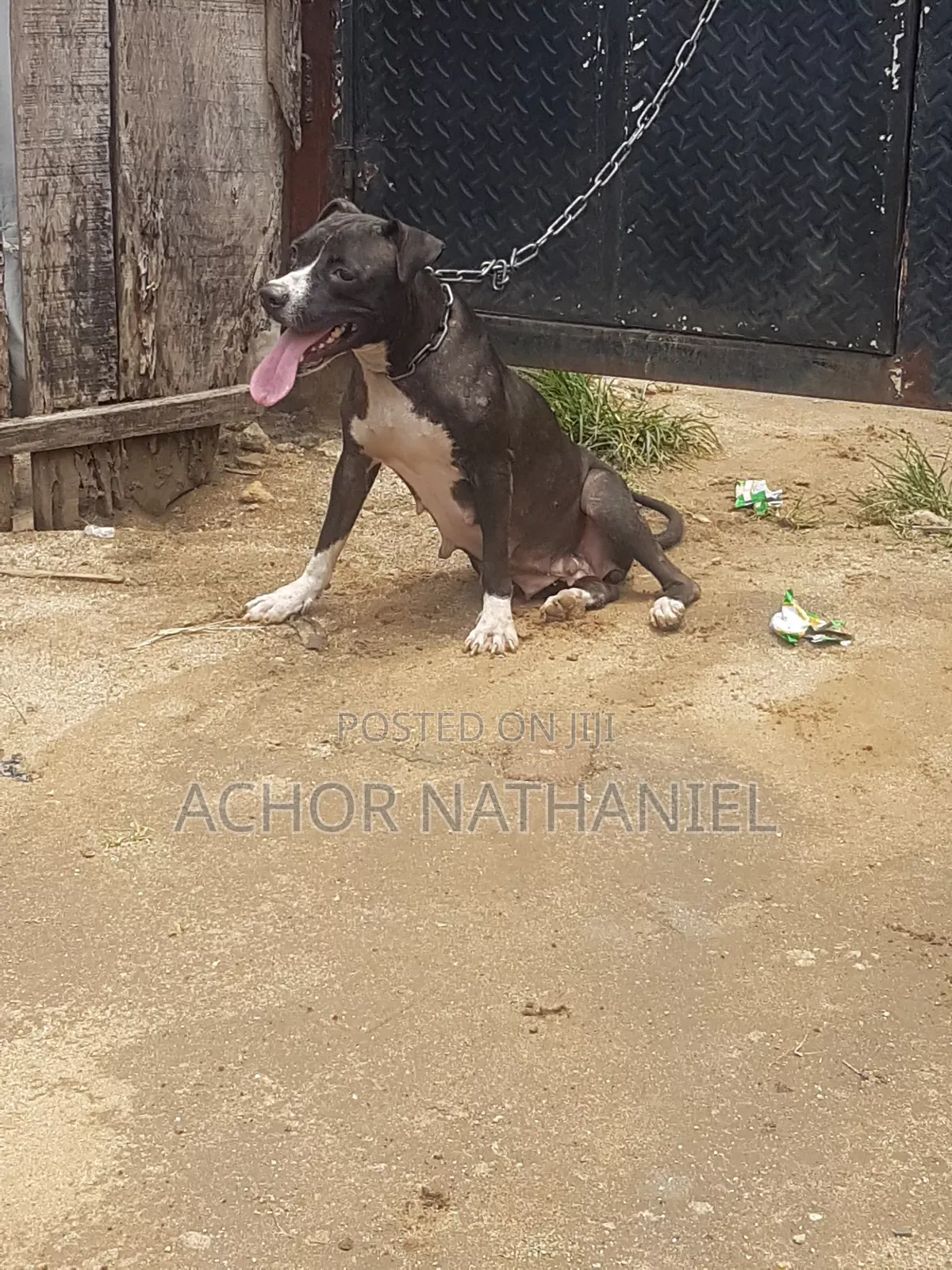 1+ year Female Purebred American Pit Bull Terrier