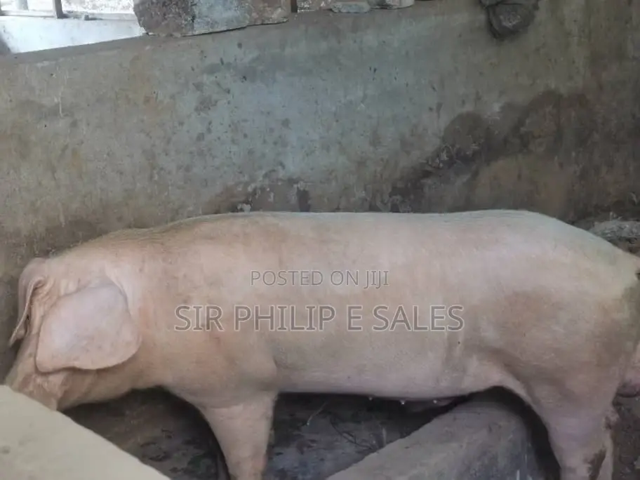 Pigs in Abuja ( Large White, Landrace and Duroc)