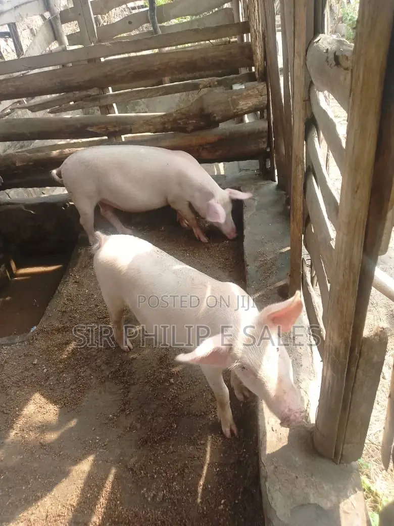 Pigs in Abuja ( Large White, Landrace and Duroc)