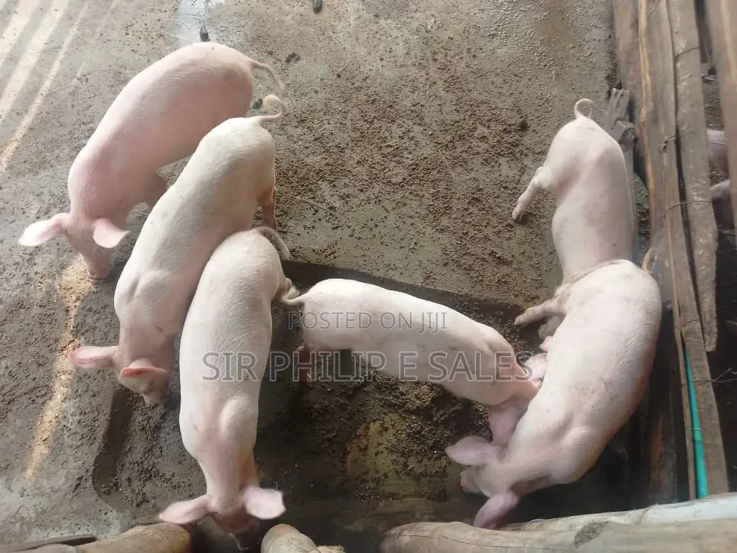 Pigs in Abuja ( Large White, Landrace and Duroc)