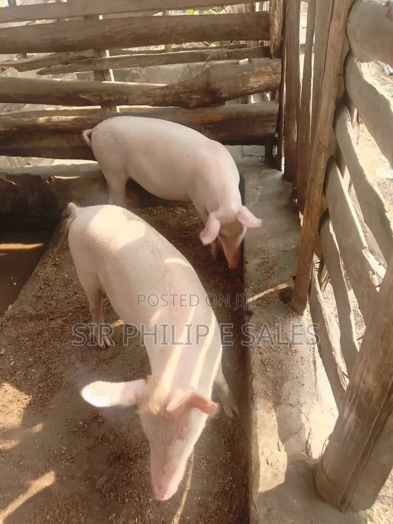 Pigs in Abuja ( Large White, Landrace and Duroc)