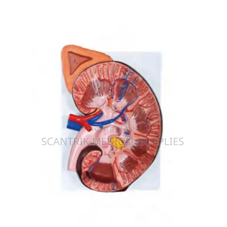 Medical Anatomical Model